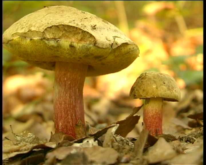 ...boletus????